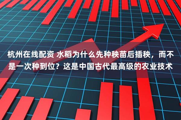 杭州在线配资 水稻为什么先种秧苗后插秧，而不是一次种到位？这是中国古代最高级的农业技术